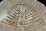 Partial Ogyginus Cordensis - Classic British Trilobite #103093-1